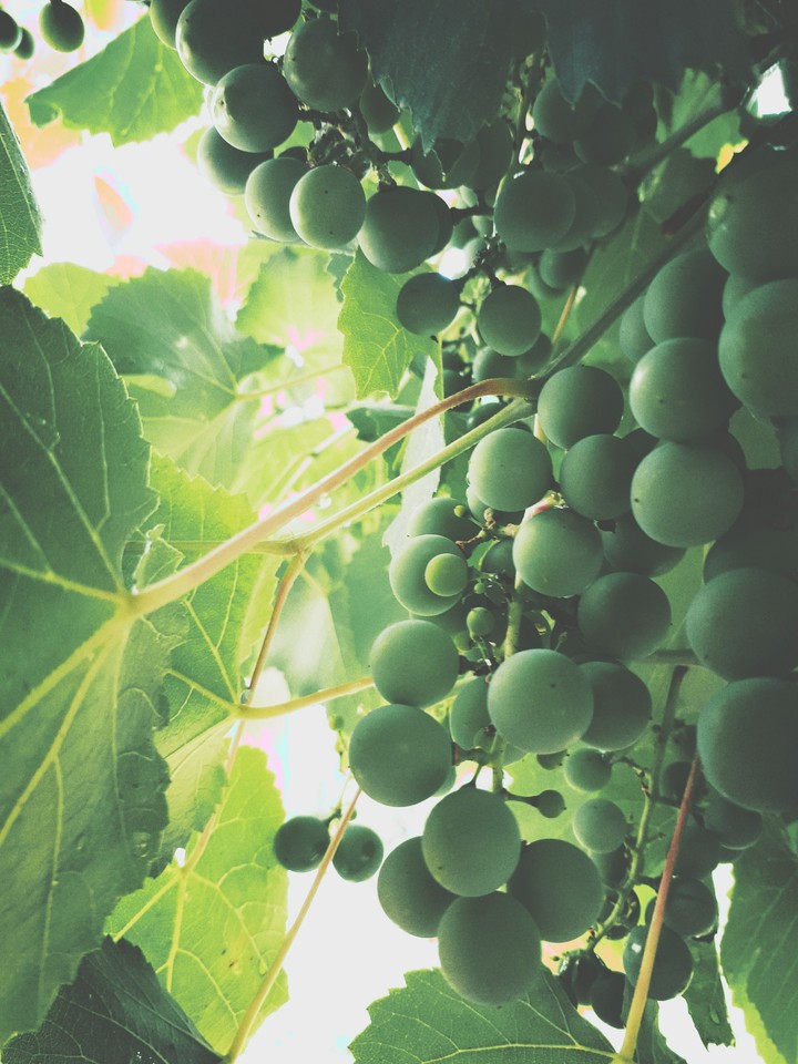 Grapevine