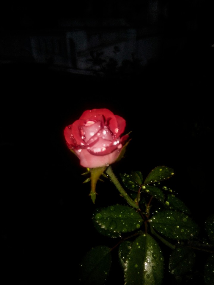rose