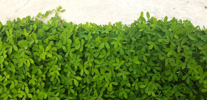 just green