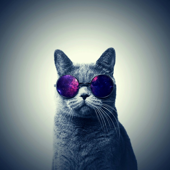 nice cat