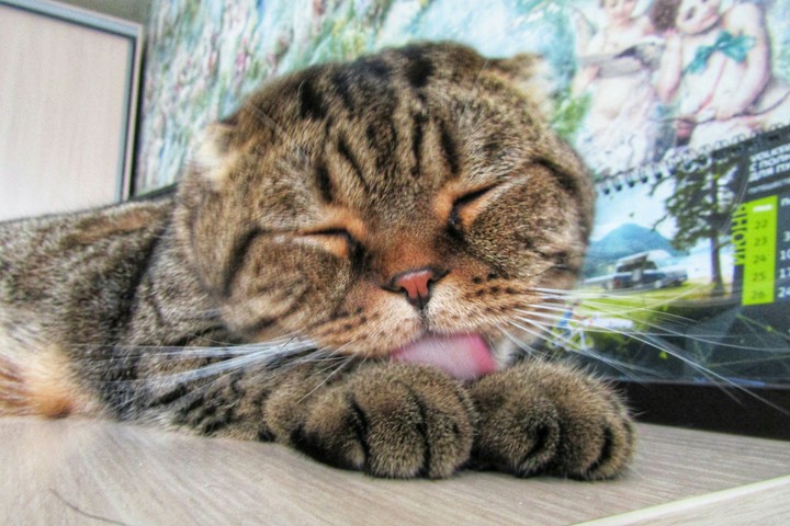 Cat