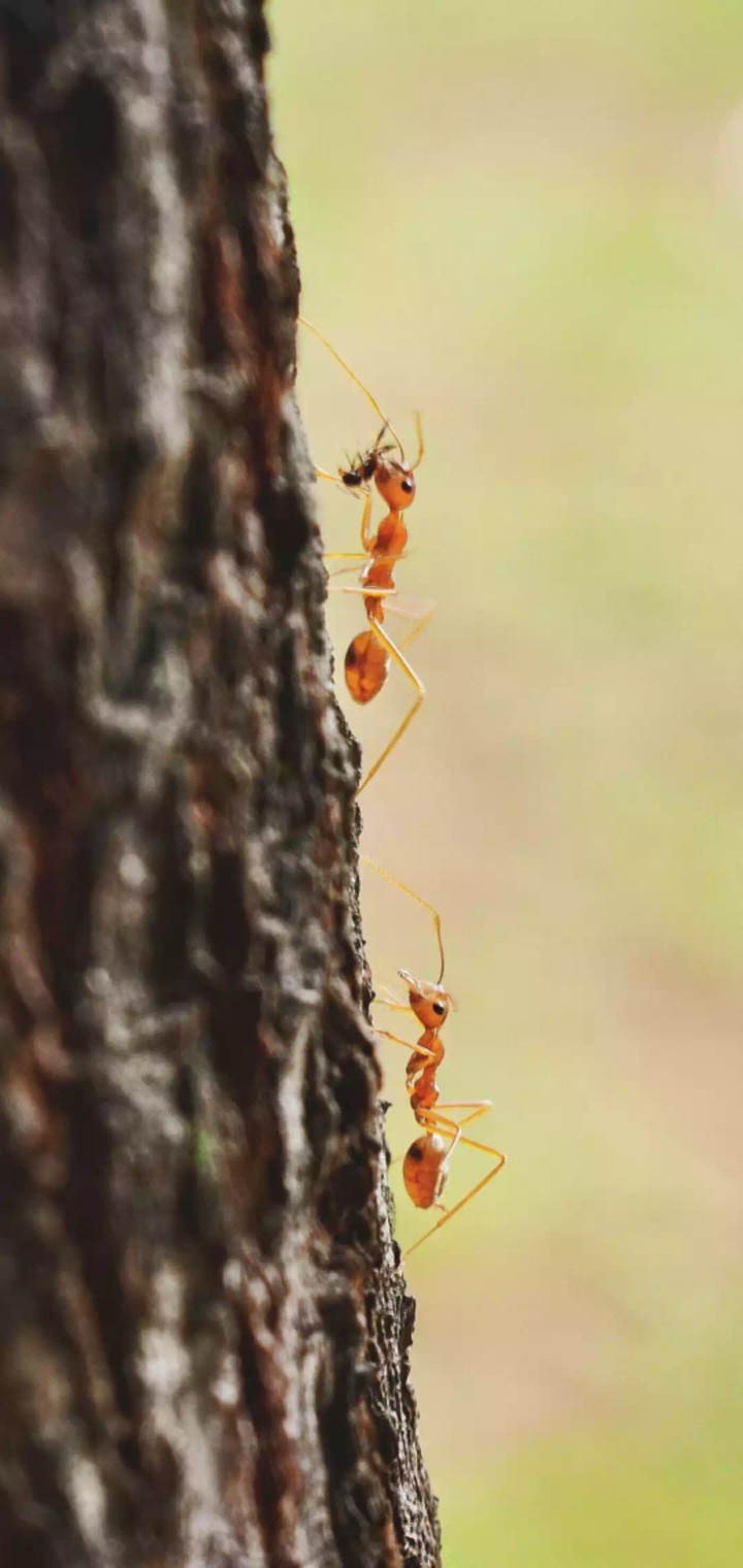 Ant