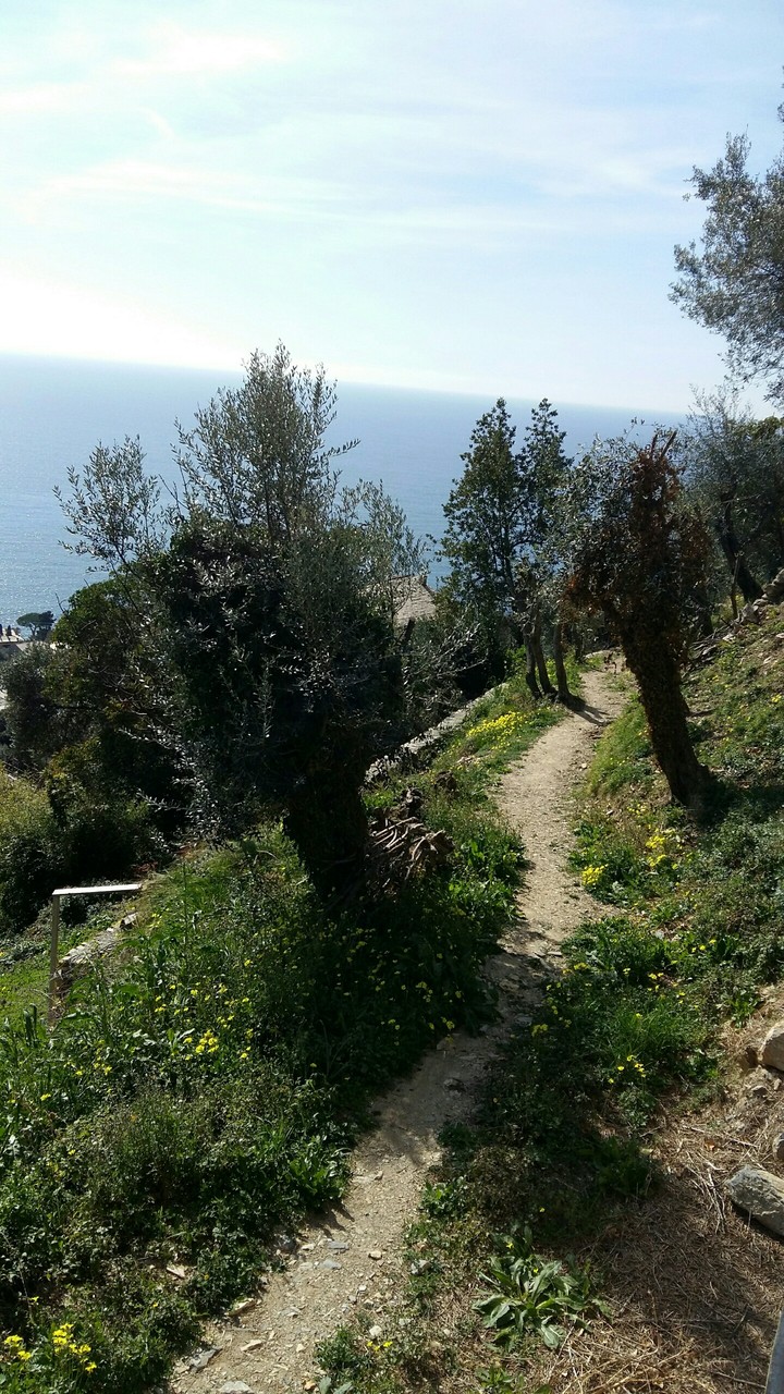 Passeggiata tra gli ulivi Pieve Alta Genova Italia