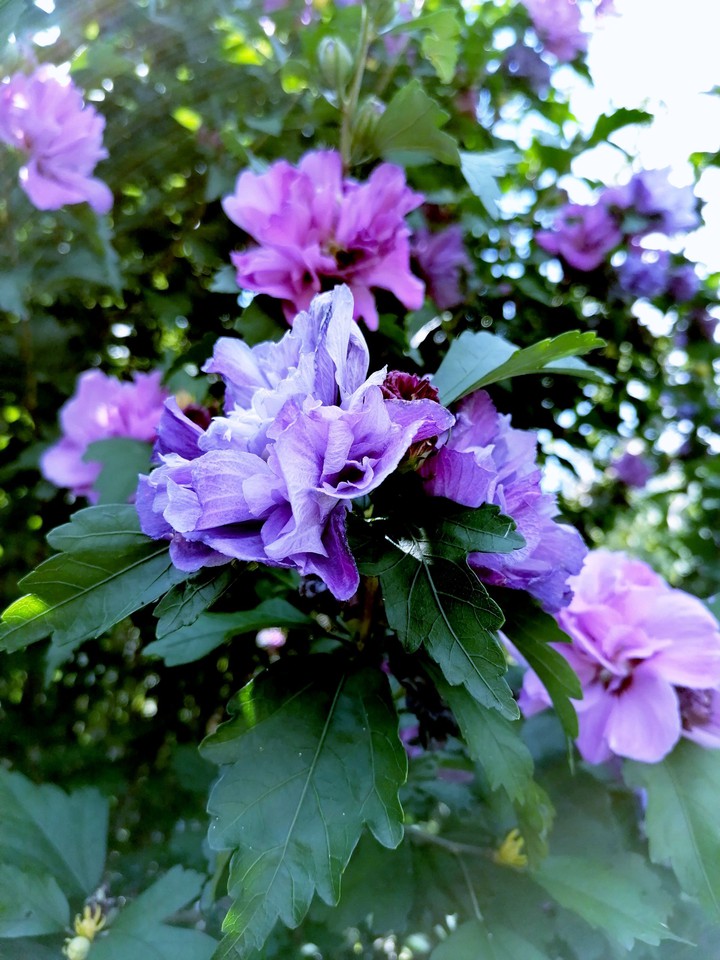 flower