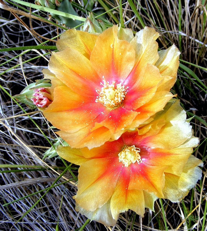 cactus blossoms