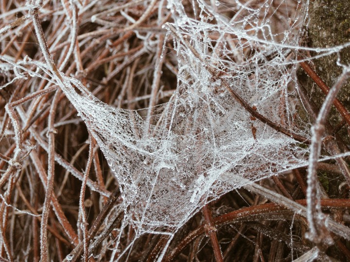 cobweb