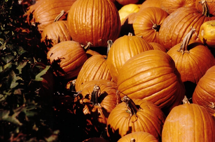 Les citrouilles