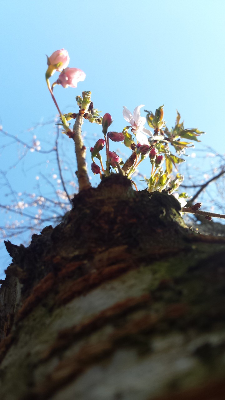 flower tree