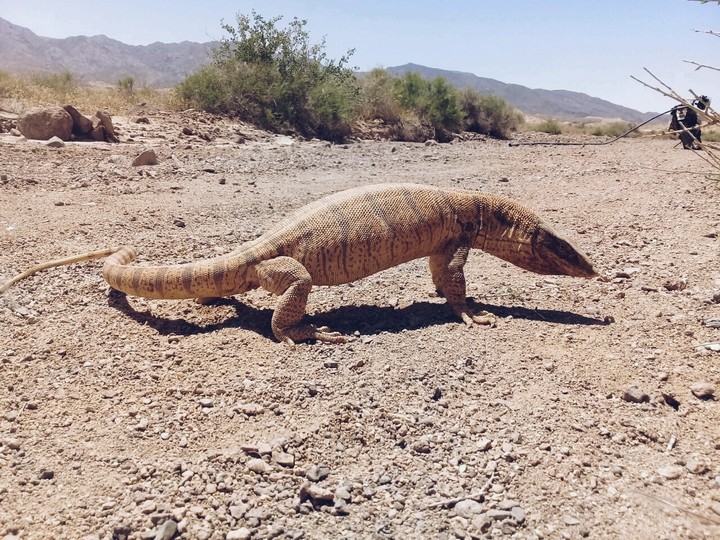 persian lizard   بزمجه ایرانی