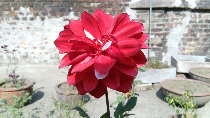 The Red beautiful flower.
