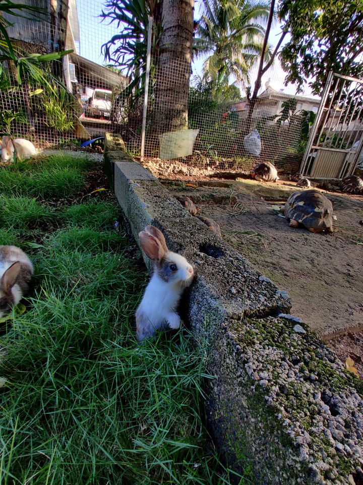 Baby rabbit