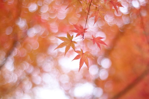 Pink Autumn