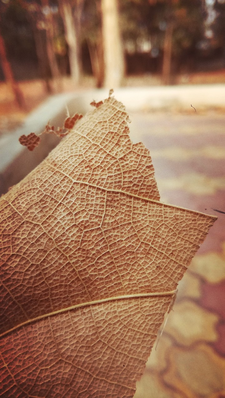 Beautiful Leaf