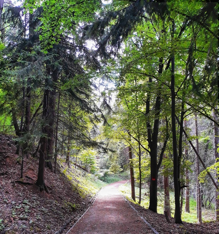 mystery forest