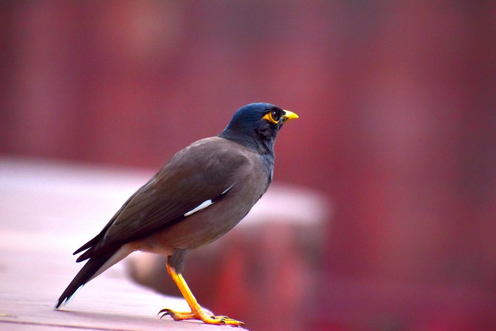 Indian bird (copyright)