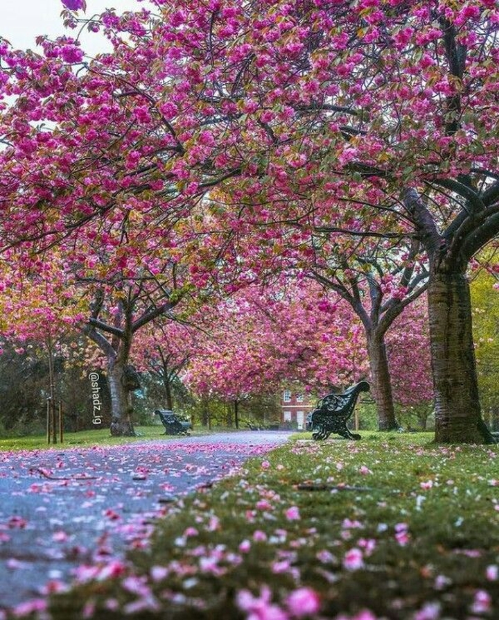 sfondi spring, Garden