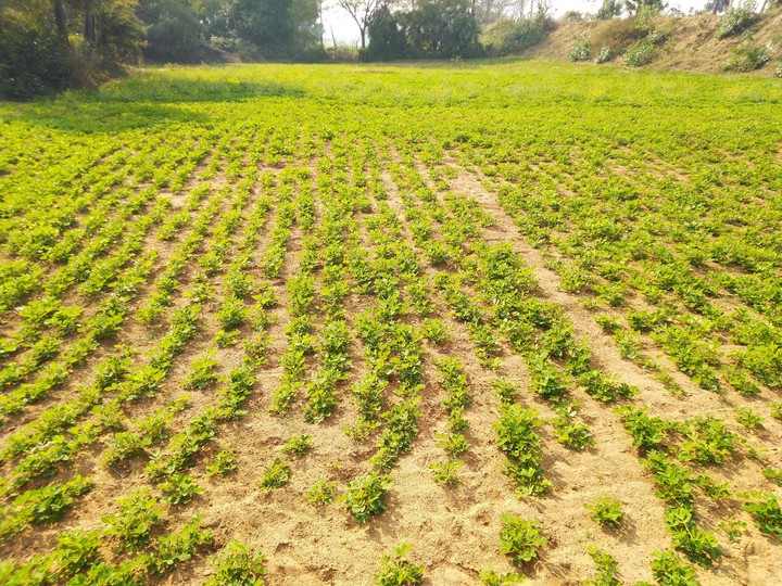 Desi Village View