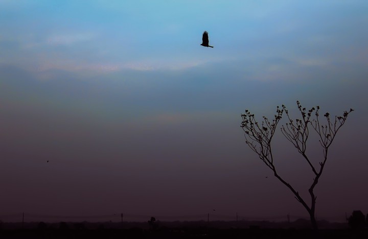 alone bird