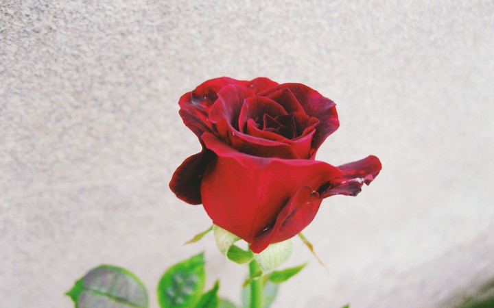beautiful red rose