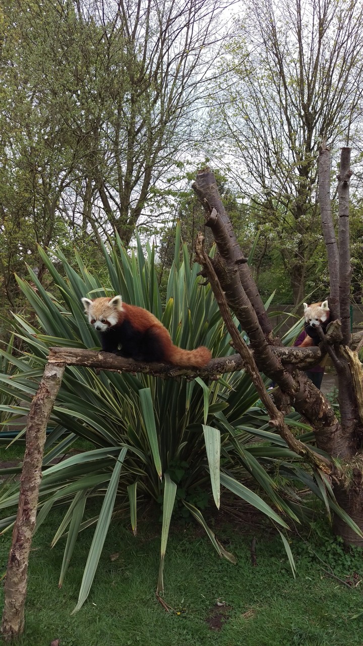 Red Pandas