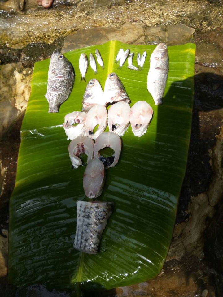 fish