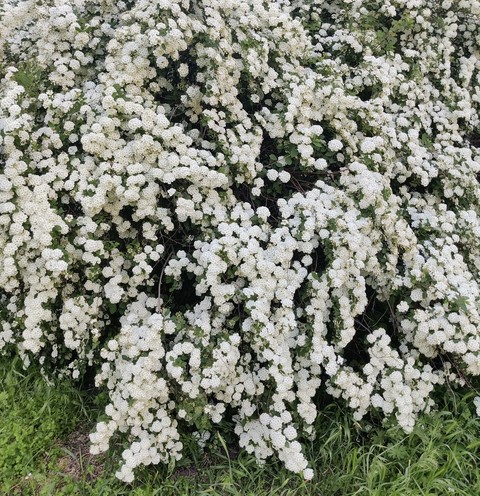 sfondi Blossom, groundcover