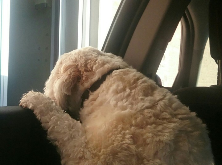 Looking Out the Window