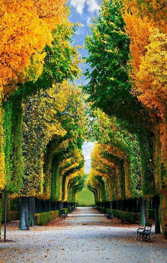 tree tunnel in Wien Austria.. 