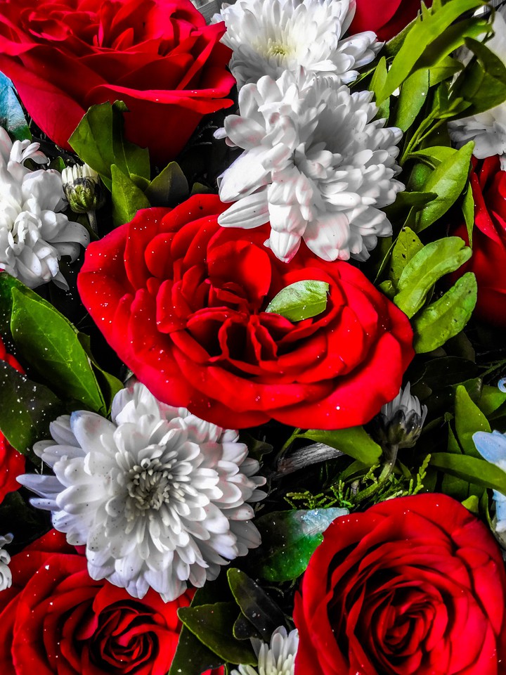rose