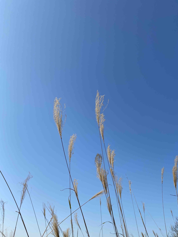 Wind