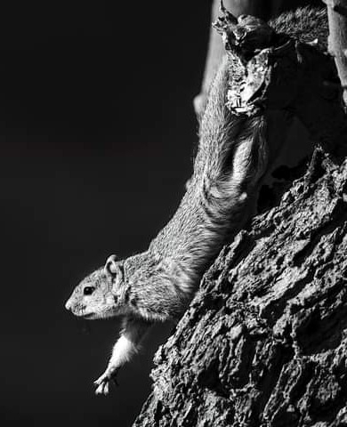 Squirrel