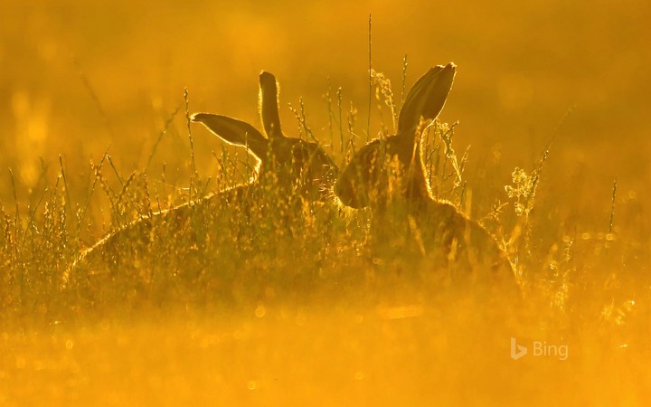 Rabbits