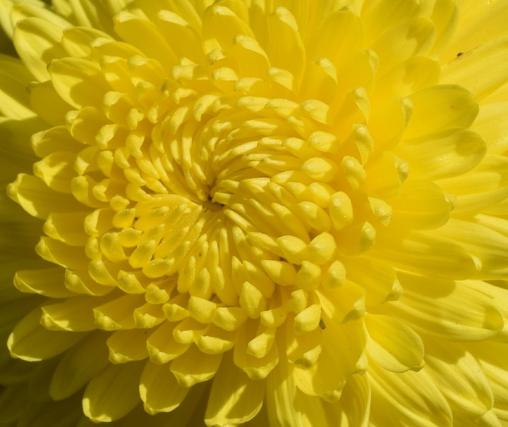 yellow flower