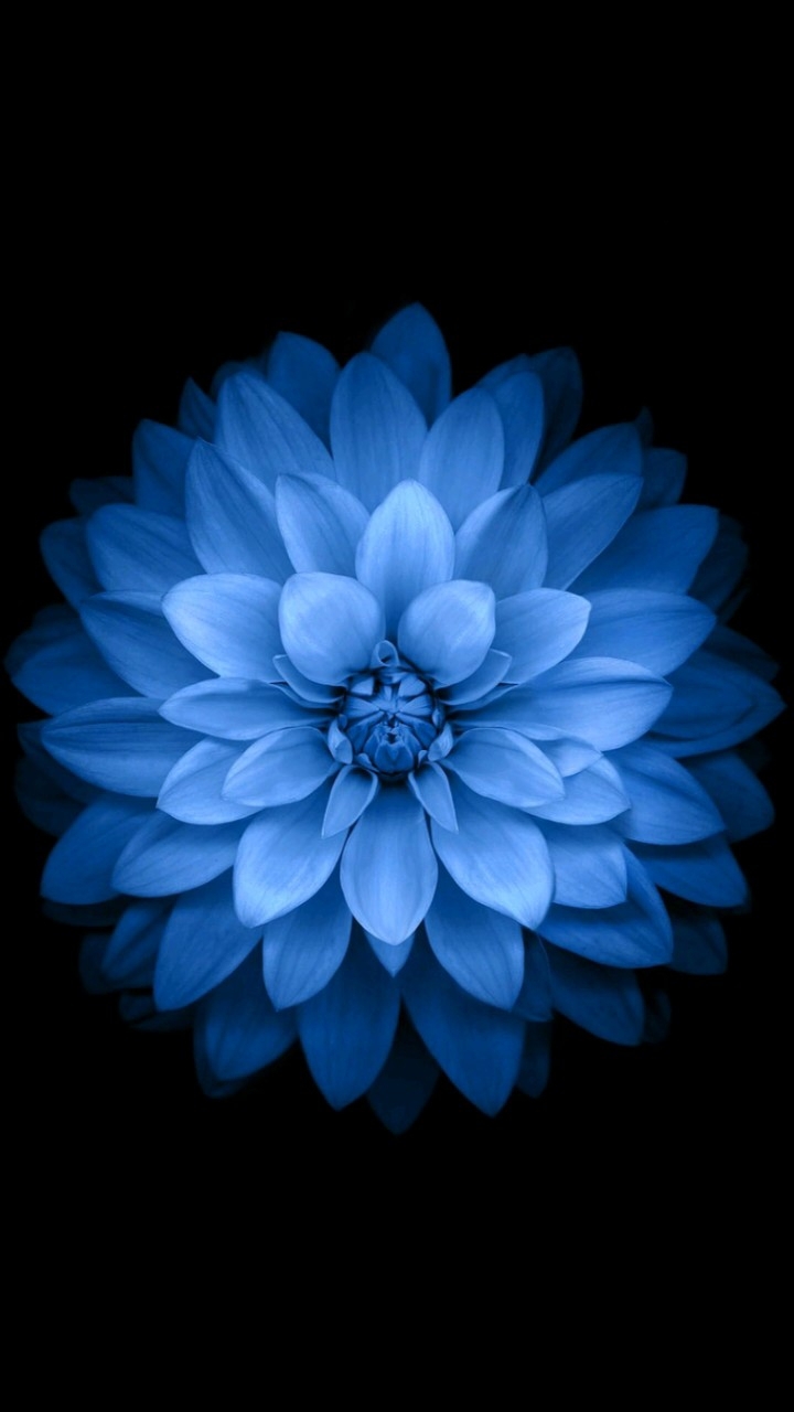 flowerblue