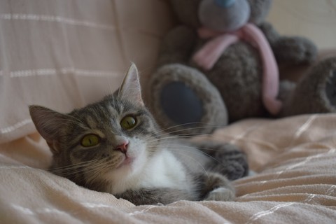 cat