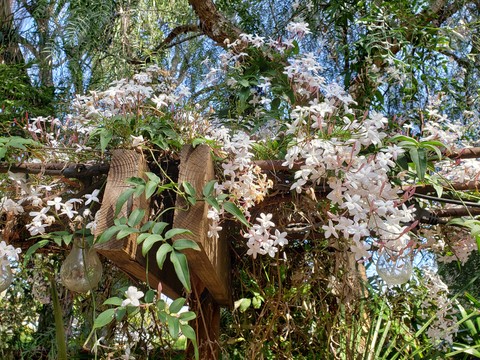 the intoxicating smell of spring