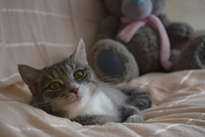 cat