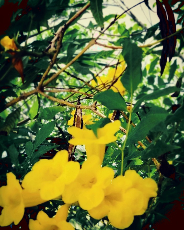 More flowers