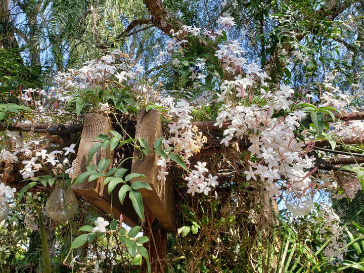 the intoxicating smell of spring