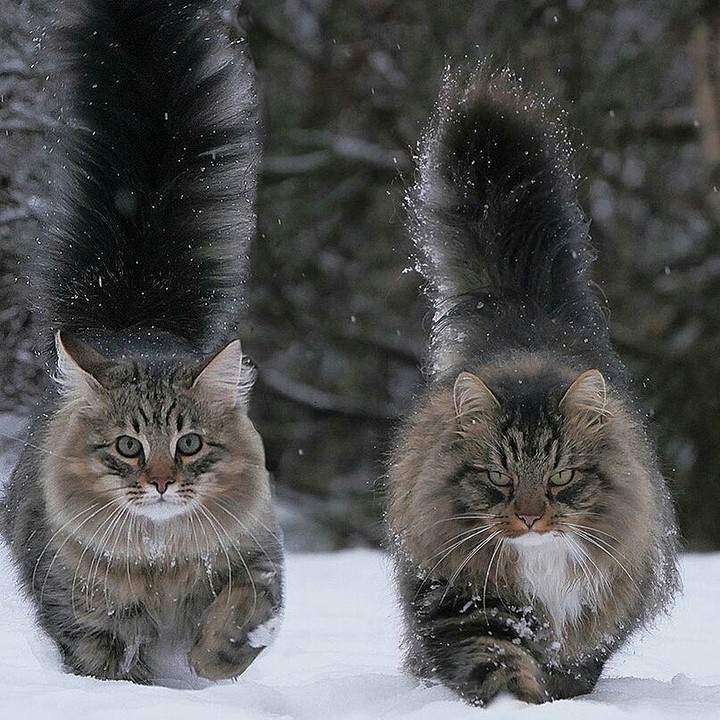 cats