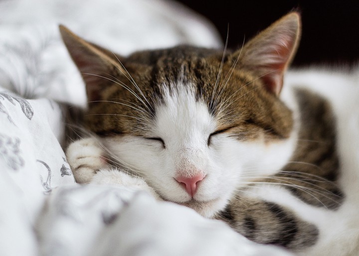 cute kitty ?