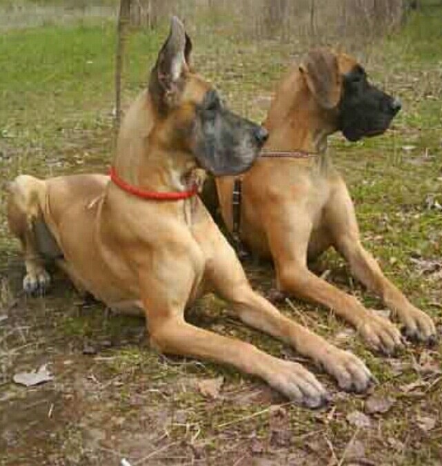 2 дога