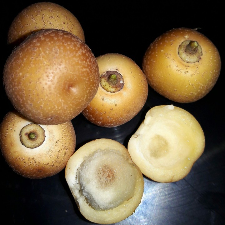 The fruit of the Sertão Nordestino - Juá