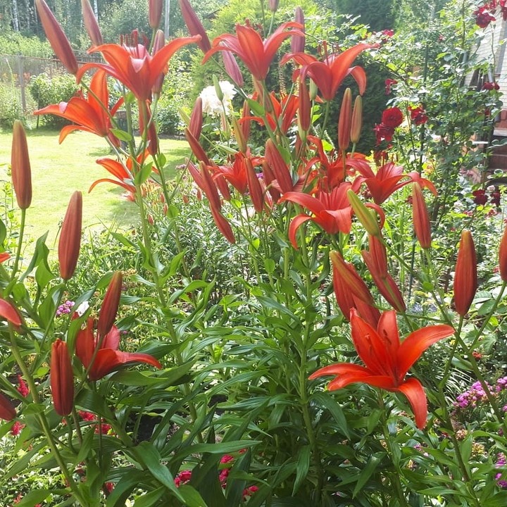 flowers