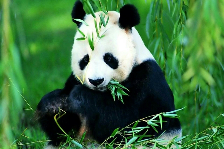 panda