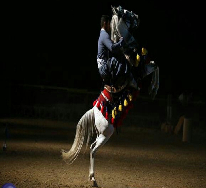 Kurdish horse