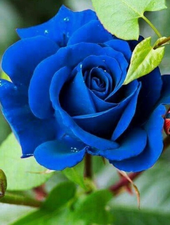 rose