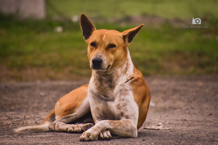 Dog's candid