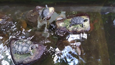 wildlife, Water壁纸