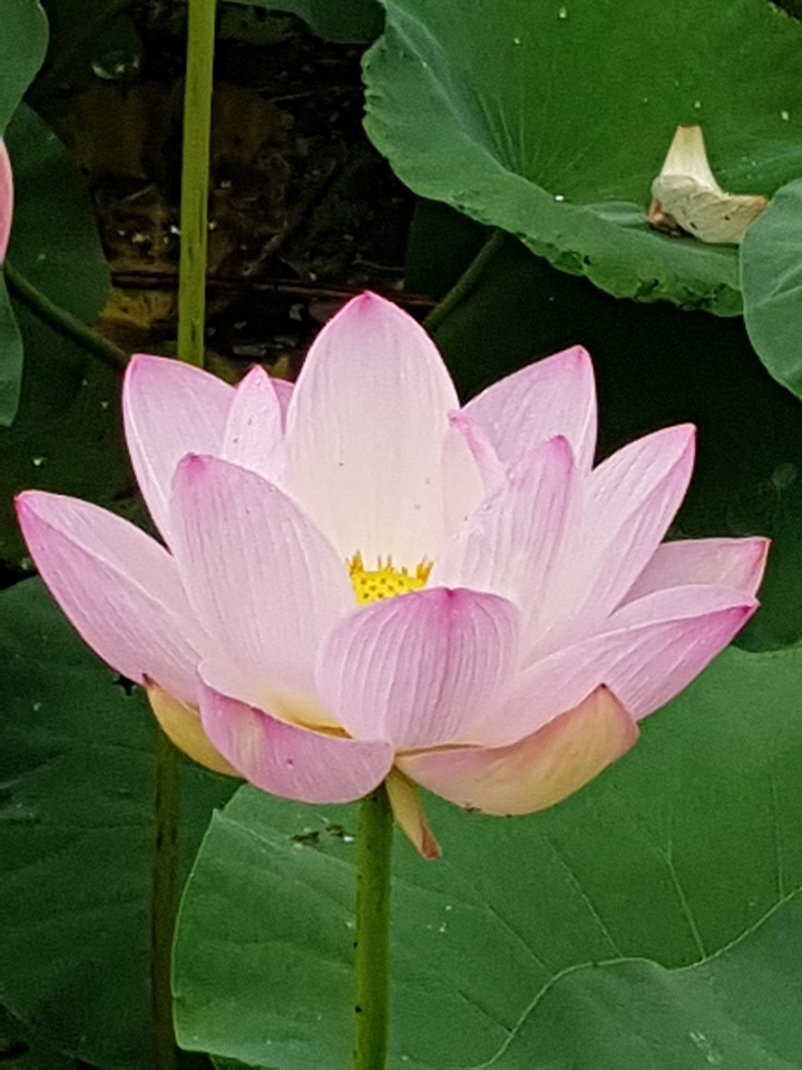 a lotus
